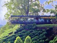  Morning in the Clouds: Breakfast at BOH Sungei Palas Tea Garden