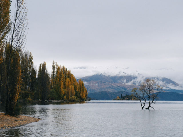 That Wanaka Tree - เกาะใต้นิวซีแลนด์