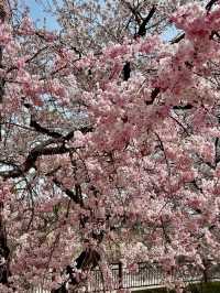 OSAKA CASTLE PARK | A HISTORIC CHERRY BLOSSOM RETREAT