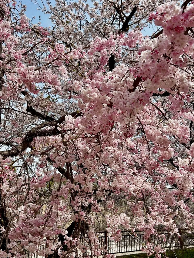 OSAKA CASTLE PARK | A HISTORIC CHERRY BLOSSOM RETREAT