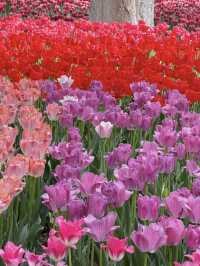 💐 Spring vibes in Xining? Pure romance~