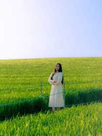 벚꽃 다음은 유채+청보리 사냥 떠나야죠!🌾