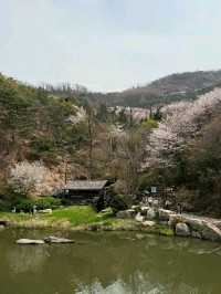 Title: Ansan in Bloom: Discovering Seoul's Hidden Cherry Blossom Gem