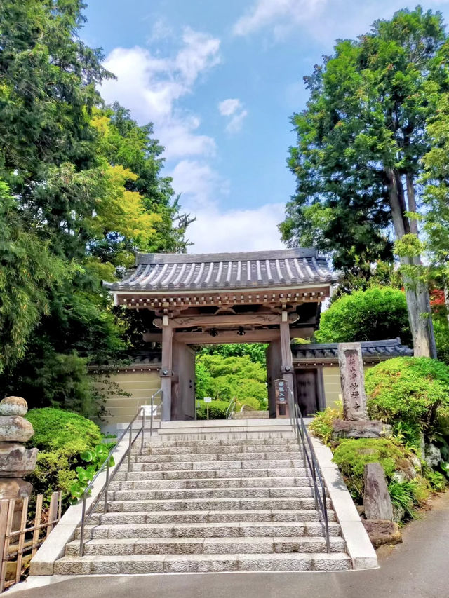 Early Summer Wandering in Kamakura – Flowers, Temples & Garden Lunches 