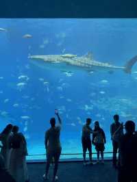 沖繩｜再遠都值得跑一趟 美麗海水族館的黑潮之美