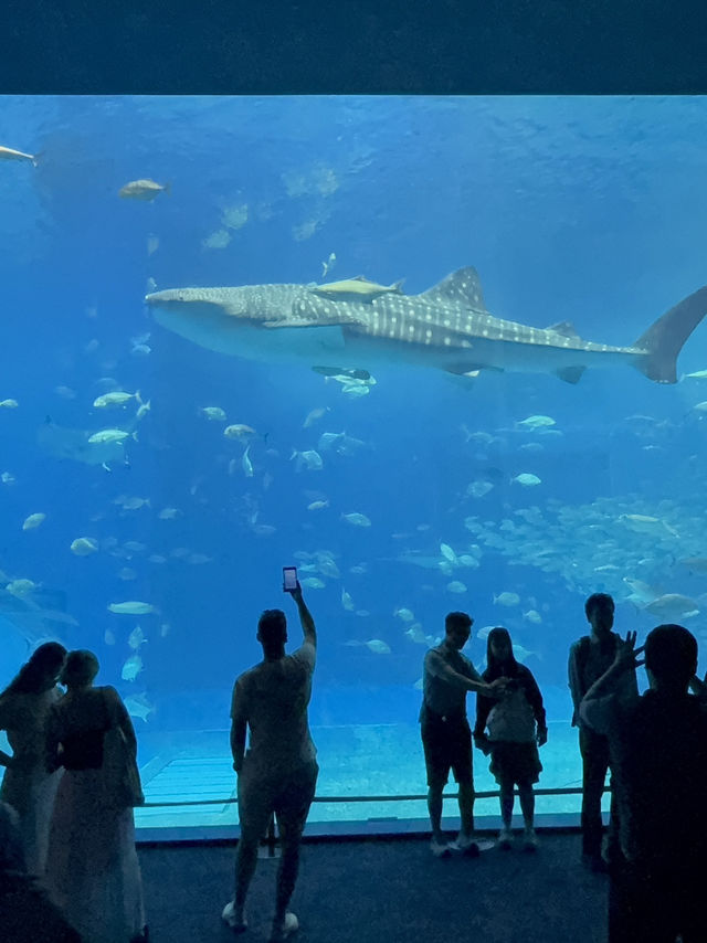 沖繩｜再遠都值得跑一趟 美麗海水族館的黑潮之美