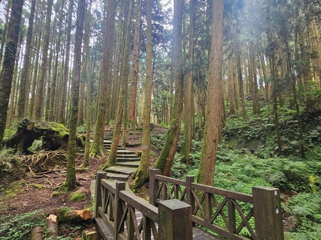行！走入超完美芬多精仙境～阿里山森林公園