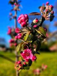 Pastels by the Lake – Spring at Platt Fields Park