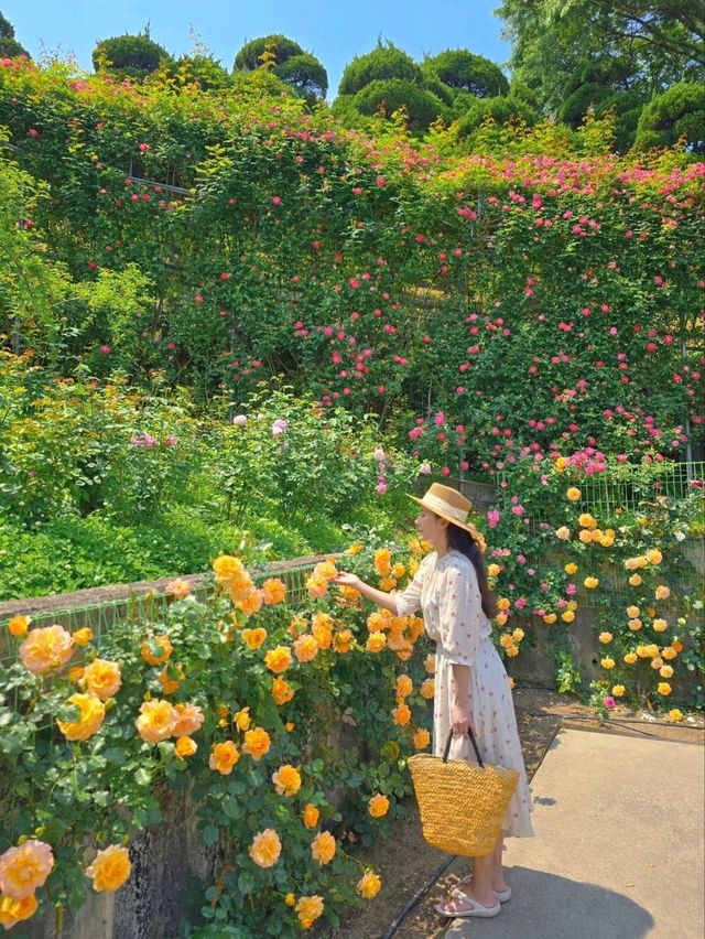 장미폭포를 만날수 있는 로맨틱 로즈가든 파티🌹