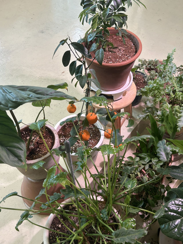 🍓 계절의 맛을 담은, 시즈널디저트카페에서의 달콤한 휴식