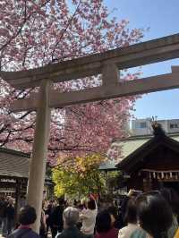 🌸💛**【蔵前神社】 春、桜とミモザに包まれる小さな神社で、やさしい願いごとを**