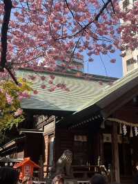 🌸💛**【蔵前神社】 春、桜とミモザに包まれる小さな神社で、やさしい願いごとを**