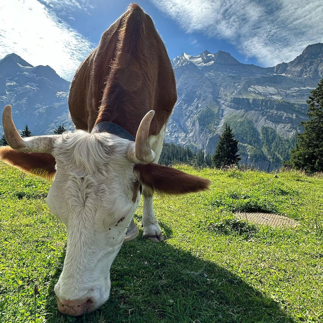 🏞️✨ Oeschinensee in Summer: Alpine Paradise for Hiking, Swimming & Adventure!