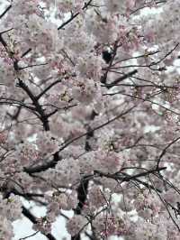 Unexpected Cherry Blossoms Moment