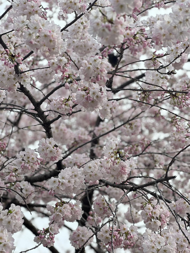 Unexpected Cherry Blossoms Moment