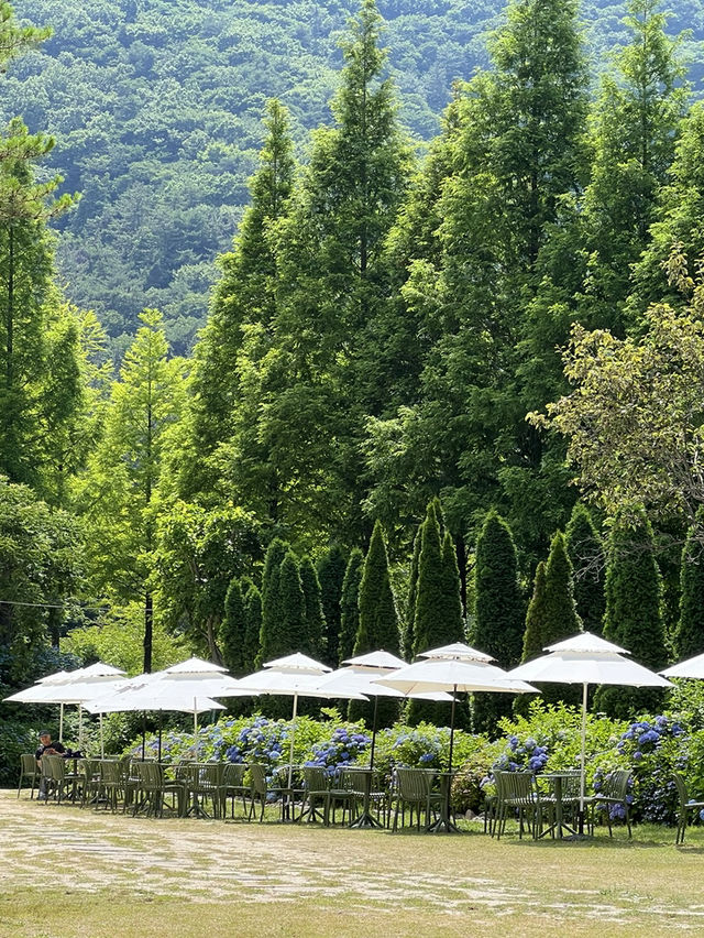 고성 그레이스정원 수국 후기🌿💙