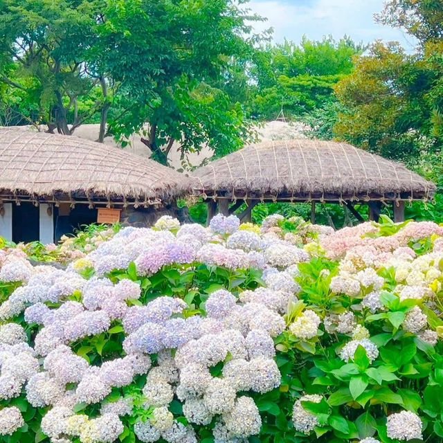 済州島の紫陽花、まるで夢のような景色…💠