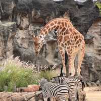 Must-Visit in Sydney: Taronga Zoo 🐨💖
