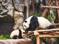 香港🇭🇰 海洋公園睇熊貓🐼