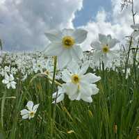 Montreux’s Narcissus Poeticus Fields: A Springtime Fairytale on Lake Geneva