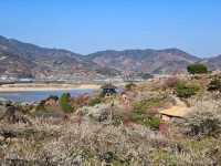Blossoms, Bites & Chill Vibes at Gwangyang Maehwa Village
