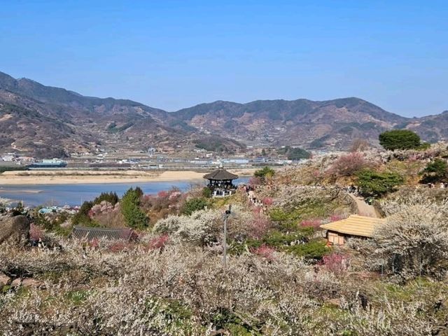 Blossoms, Bites & Chill Vibes at Gwangyang Maehwa Village