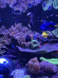 Attractions to visit in SEA LIFE Sunshine Coast Aquarium