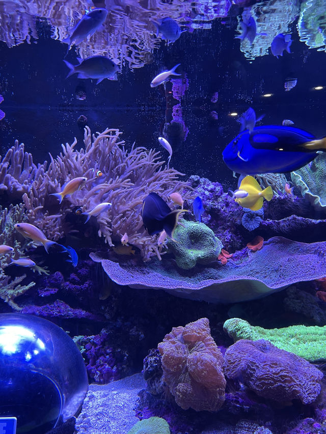 Attractions to visit in SEA LIFE Sunshine Coast Aquarium