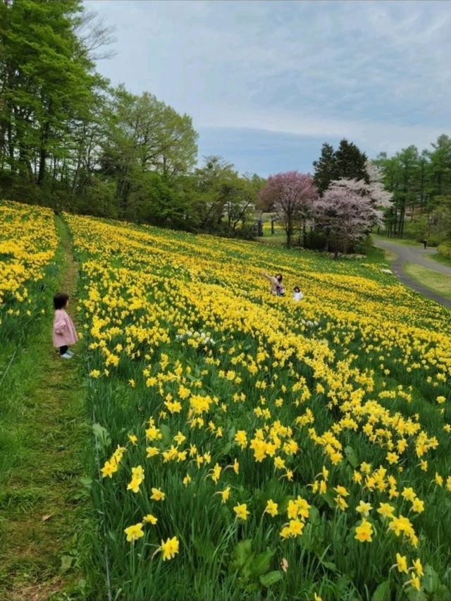 【宮城】みやぎ蔵王えぼしリゾートすいせん祭り