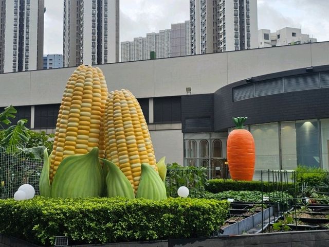 新都會廣場Metro Green必玩：有機蔬菜收割團