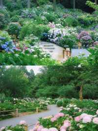 ทุ่งดอกไฮเดรนเยียที่สวยที่สุดใน Fukuoka 🩵🇯🇵