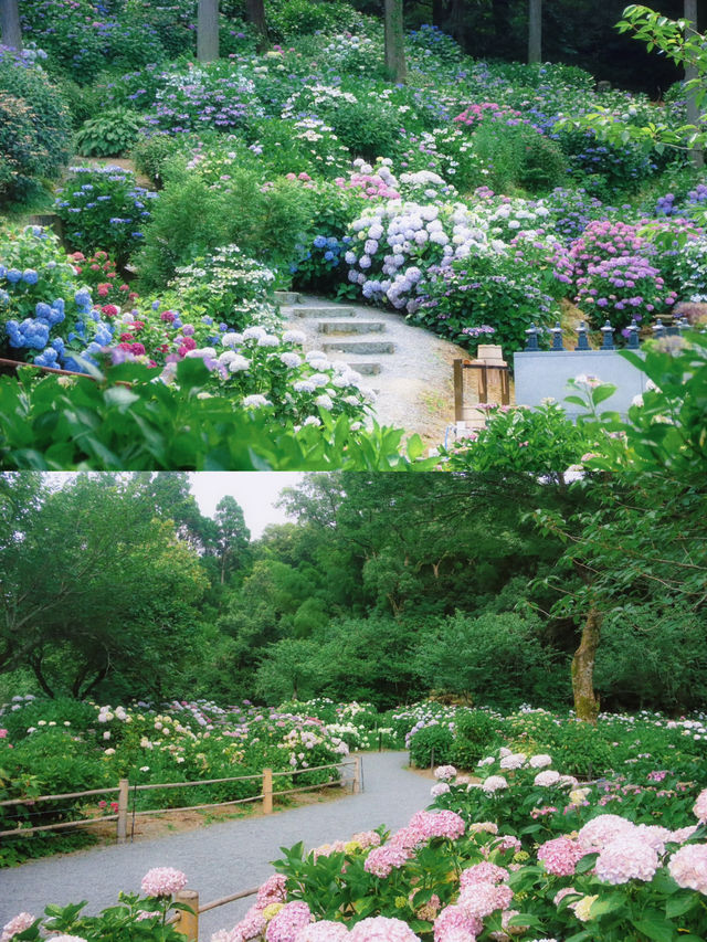 ทุ่งดอกไฮเดรนเยียที่สวยที่สุดใน Fukuoka 🩵🇯🇵