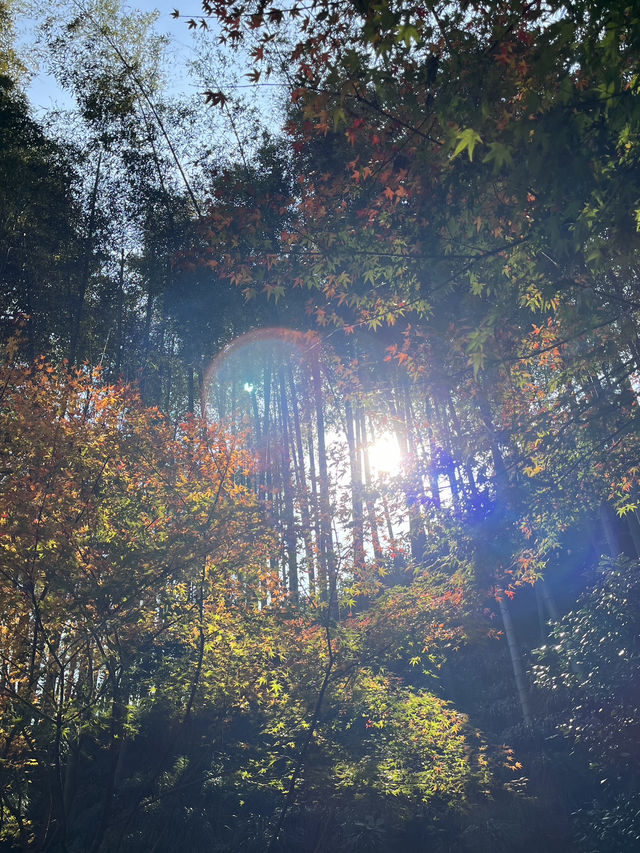 หางโจวใบไม้เปลี่ยนสี 🍂🍁
