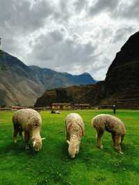 秘魯🇵🇪Ollantaytambo歐雁台-聖谷之旅、馬丘比丘前哨站