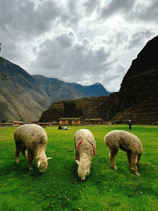 秘魯🇵🇪Ollantaytambo歐雁台-聖谷之旅、馬丘比丘前哨站
