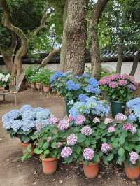 超美！福岡季節限定的紫陽花園
