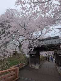 🌸長野・高遠城址公園｜「天下第一の桜」と称される絶景の桜名所