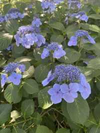 【神奈川県/鎌倉　紫陽花がキレイに咲いている穴場スポット】