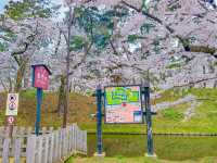 ปราสาทฮิโรซากิ (Hirosaki Castle / 弘前城)