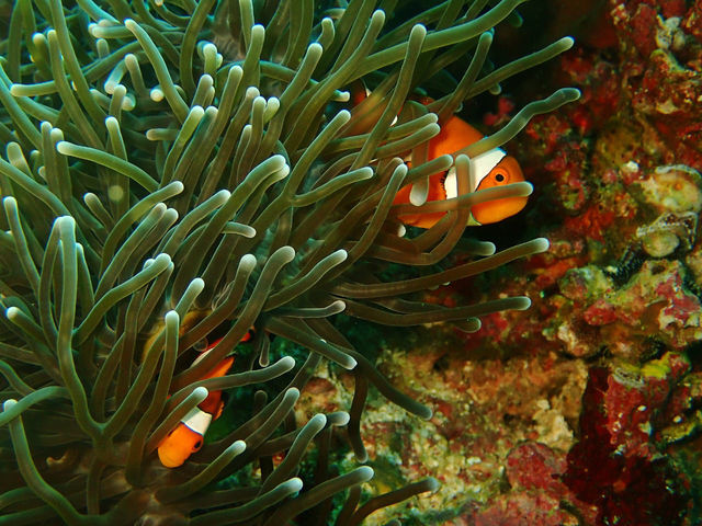 Diving liveaboard sokaraja