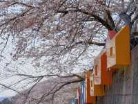 Busan's 192 Steps of Happiness + Gamcheon Culture Village: My Summer Adventure! 🌸🪜