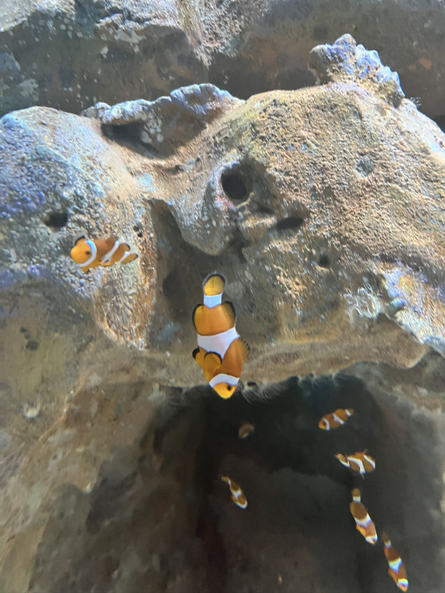 富國島的陽光與海灘