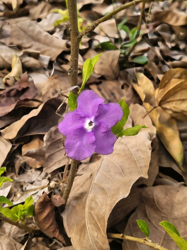 Strolling through the charming Floral Ridge
