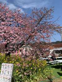 Kawazu Cherry Blossoms