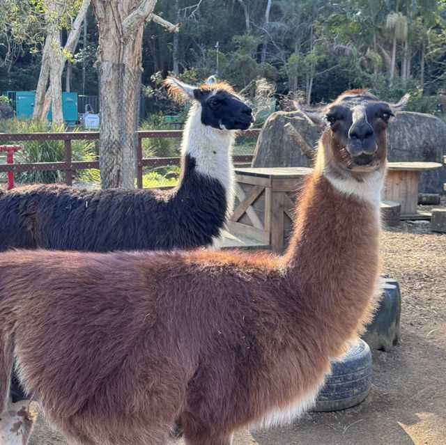 Animals and Theme Parks