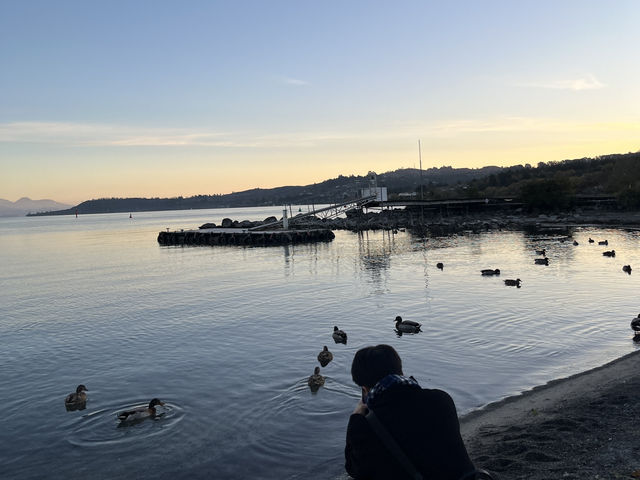 🌅紐西蘭陶波湖日落｜與鴨鴨靜賞黄金時刻✨