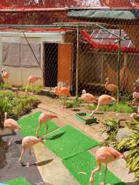 ～新竹市立動物園～優雅動物王國～
