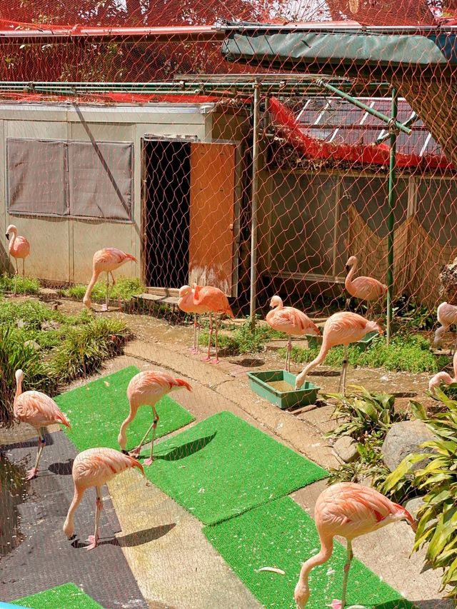 ～新竹市立動物園～優雅動物王國～