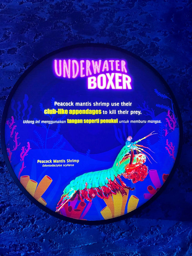 “Dive Into Wonder with Aquaria KLCC This Summer”