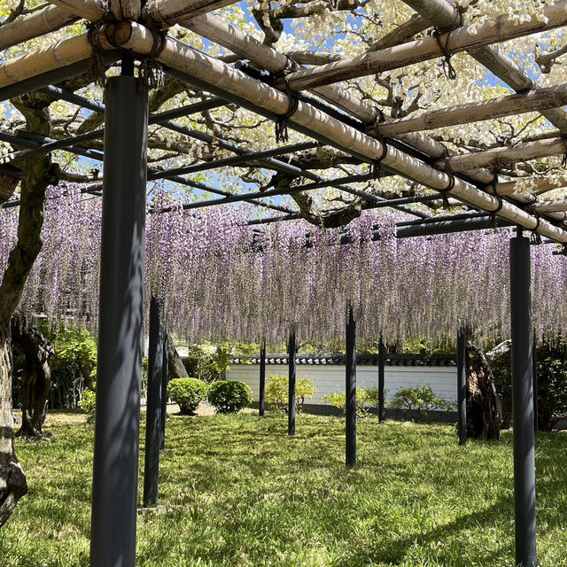 🌸🇯🇵 Uji Wisteria – A Purple Curtain Over Kyoto’s Phoenix Hall